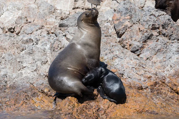 Sea Lion Mère Suce Son Bébé Beagle Channel Argentine — Photo