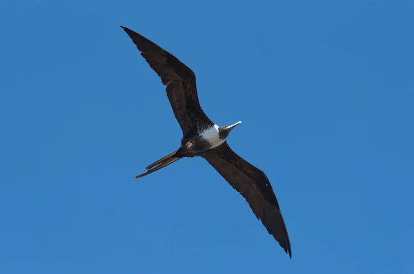 Meksika Yucatan Daki Karayipler Kıyısındaki Frigatebird — Stok fotoğraf