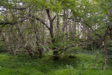 Tierra del Fuego Ulusal Parkı, Arjantin