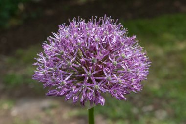 Allium, süs soğanı, bahçede yetişen mor çiçek.