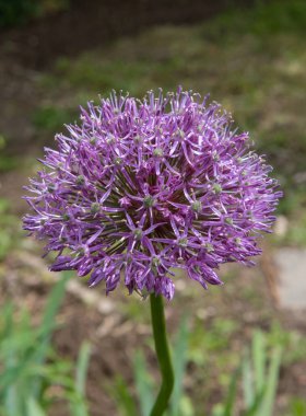 Allium, süs soğanı, bahçede yetişen mor çiçek.