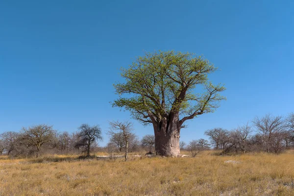 来自博茨瓦纳恩赛泛国家公园的贝恩斯 Baobab — 图库照片