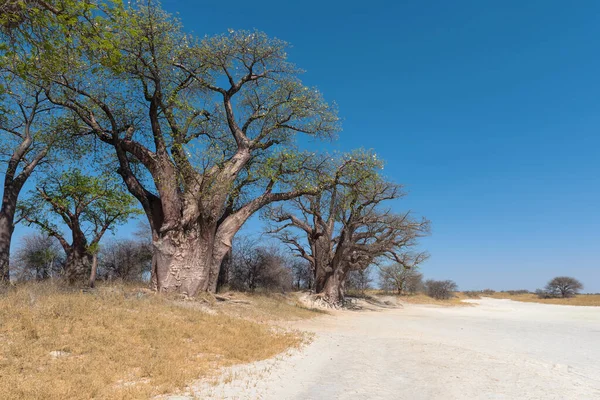 来自博茨瓦纳恩赛泛国家公园的贝恩斯 Baobab — 图库照片