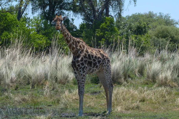 Girafa Estação Seca Delta Okavango Botsuana — Fotografia de Stock