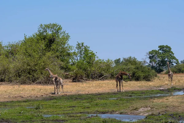 Giraffe Der Trockenzeit Okavango Delta Botswana — Stockfoto