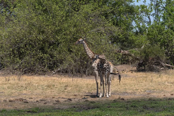 Girafa Estação Seca Delta Okavango Botsuana — Fotografia de Stock