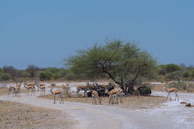 Impala Nxai Pan Ulusal Parkı, Botswana'da bir ağaç gölgesinde sürüsü