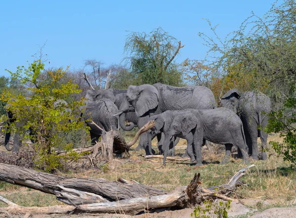 Grupo Elefantes Estação Seca Delta Okavango Botsuana — Fotografia de Stock