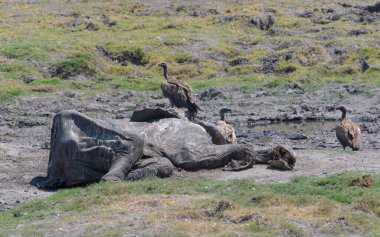 Akbabalar ölü bir filin leşini yerler, Chobe Ulusal Parkı, Botswana