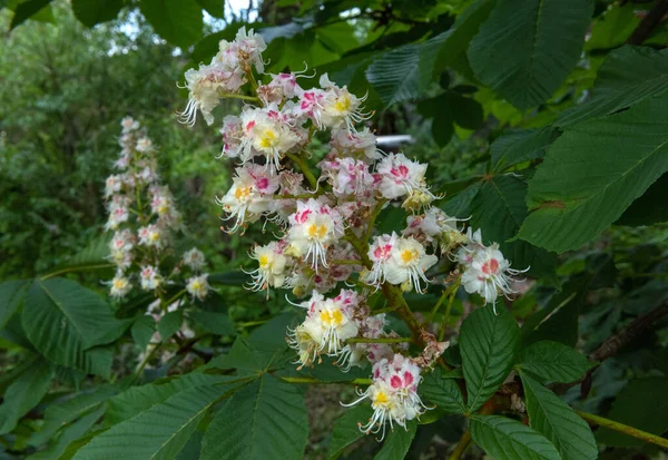 Kwitnące Kasztany Lub Konkery Aesculus Hippocastanum — Zdjęcie stockowe