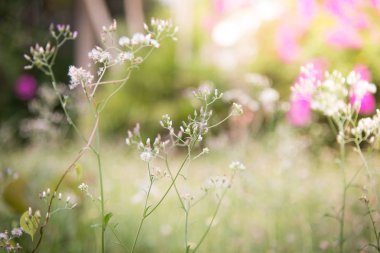 bahar ya da yaz bana çim ile doğa arka plan