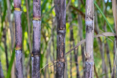 bahçesinde taze şeker kamışı.