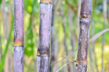 bahçesinde taze şeker kamışı.