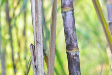 bahçesinde taze şeker kamışı.