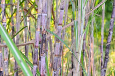 bahçesinde taze şeker kamışı.