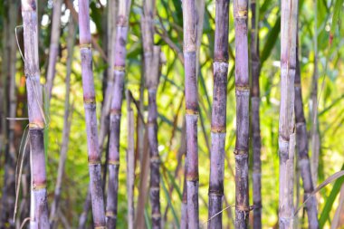 bahçesinde taze şeker kamışı.