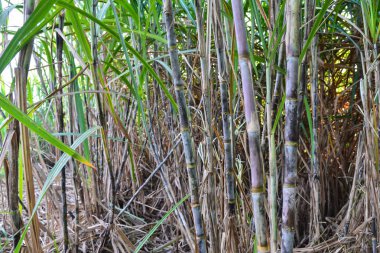 bahçesinde taze şeker kamışı.