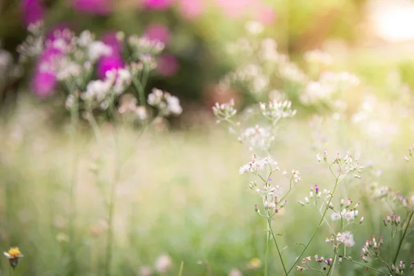 Printemps ou été abstrait fond de nature avec de l'herbe dans le me — Photo