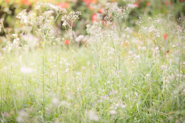 Printemps ou été abstrait fond de nature avec de l'herbe dans le me — Photo