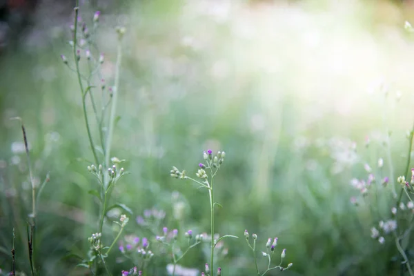 Printemps ou été abstrait fond de nature avec de l'herbe dans le me — Photo