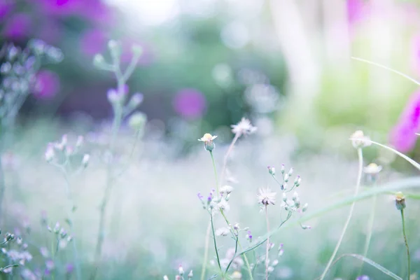 Primavera o verano abstracto naturaleza fondo con hierba en el me —  Fotos de Stock