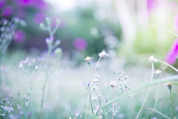 Printemps ou été abstrait fond de nature avec de l'herbe dans le me — Photo