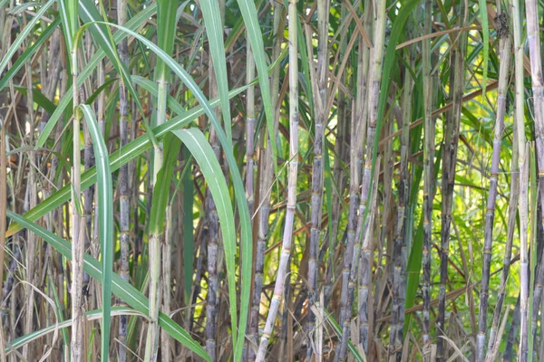 Verse suikerriet in tuin. — Stockfoto