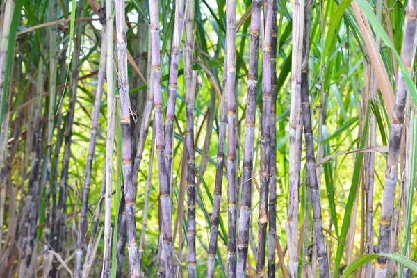 Fresh sugarcane in garden. — Stock Photo, Image
