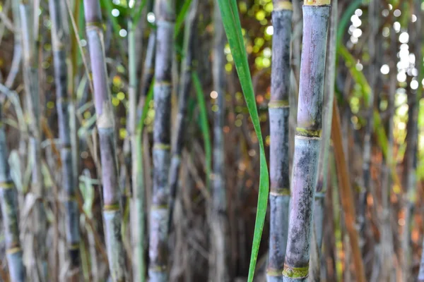 Caña de azúcar fresca en el jardín . — Foto de Stock