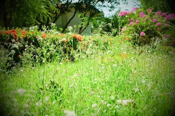 Verão abstrato natureza fundo com grama no prado — Fotografia de Stock