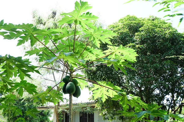 Mamão verde na árvore — Fotografia de Stock