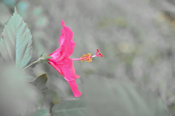 Hibiscus rojo sobre fondo abstracto gris — Foto de Stock