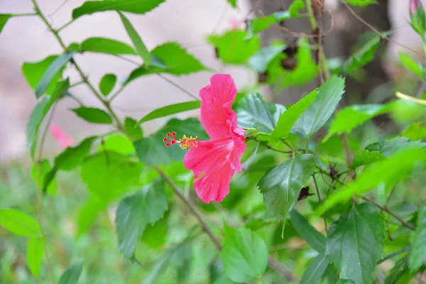 A zöld természet háttér piros hibiszkusz — Stock Fotó