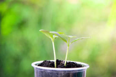 Yeşil doğa arka plan üzerinde büyüyen bitkiler. Tarım kavramı.