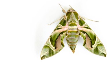 Beyaz arkaplanda kelebek.