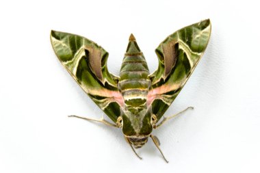 Beyaz arkaplanda kelebek.