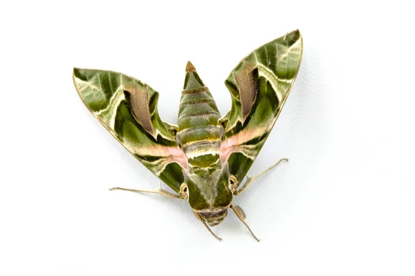 Mariposa sobre fondo blanco. — Foto de Stock