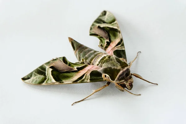 Butterfly on white background. — Stock Photo, Image