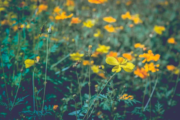 Cosmos de soufre fond naturel — Photo