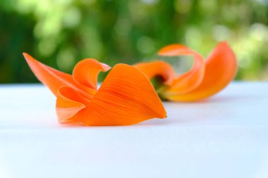 Butea Monosperma veya Palash çiçek yeşil doğa arka plan üzerinde.