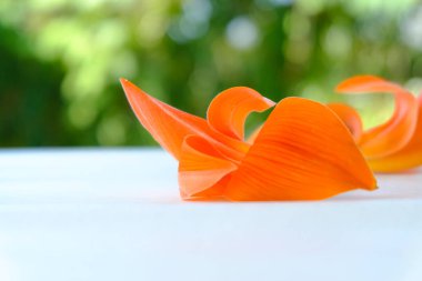 Butea Monosperma veya Palash çiçek yeşil doğa arka plan üzerinde.