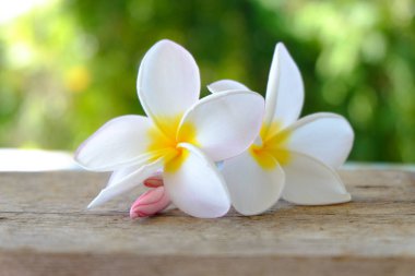Tropikal çiçekler frangipani (plumeria)
