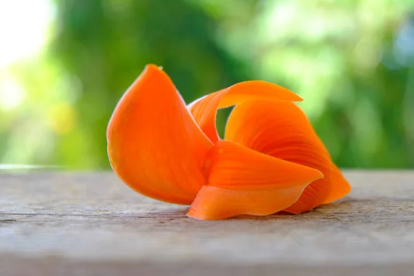 Квітка Бутія Monosperma або Palash на тлі зеленої природи. — стокове фото