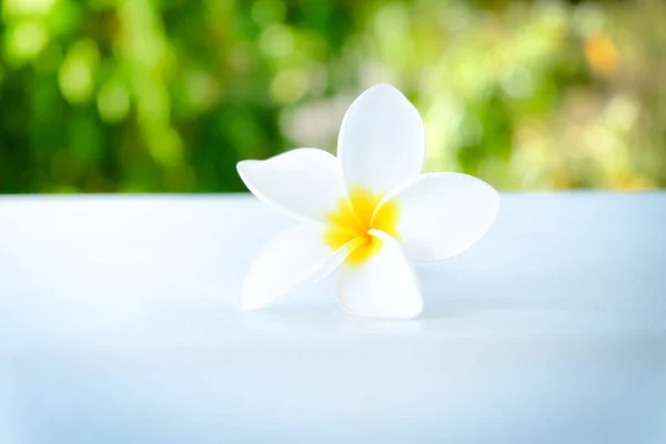 Tropiska blommor frangipani (plumeria)) — Stockfoto