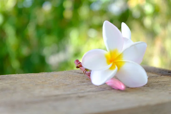 Tropické květiny frangipani (plumerie) — Stock fotografie