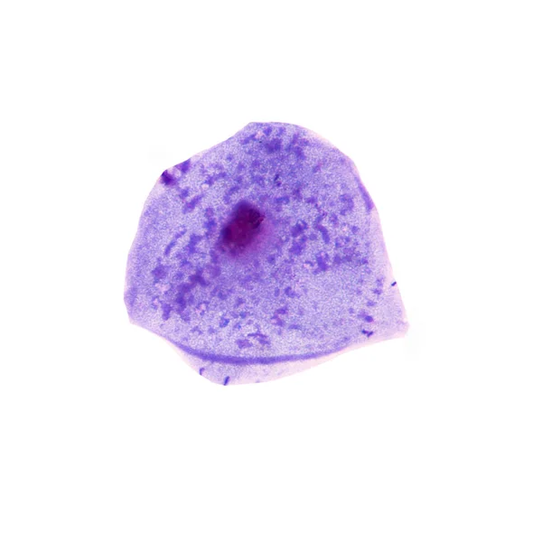 Modrá epiteliální buňka na bílém pozadí. — Stock fotografie