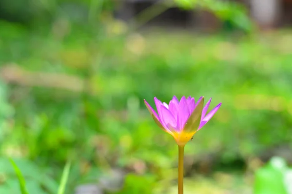 Fiore di loto rosa — Foto Stock