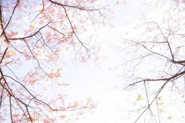 Rosa Kirschblüten Natur Hintergrund — Stockfoto