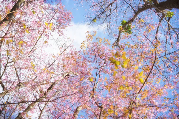 핑크 체리 꽃 자연 배경 — 스톡 사진