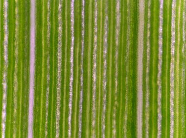 Bitki hücre arka plan.